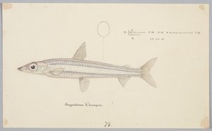Arjantin ongeni by Frank Edward Clarke